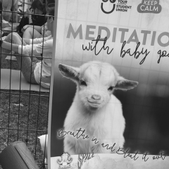 poster advertising meditation with baby goats