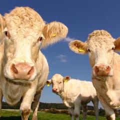 Charolais cattle; Image via Pixabay, CC0 Public Domain