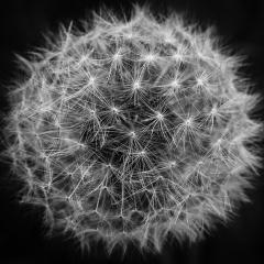 black and white, dandelion; Image via Pixabay, CC0 Public Domain