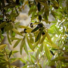 olive tree with fruit; Image via Pixabay, CC0 Public Domain
