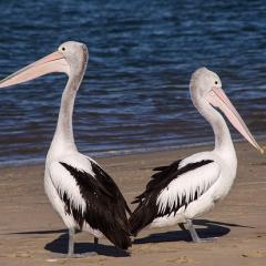 pelicans on beach; Image via Pixabay, CC0 Public Domain