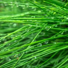 pine needles, green; Image via Pixabay, CC0 Public Domain