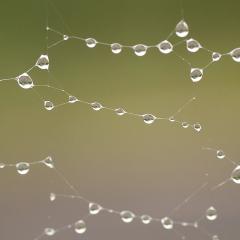 raindrops on spiderweb; Image via Pixabay, CC0 Public Domain