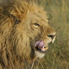 lion licking its lips; Image via Pixabay, CC0 Public Domain
